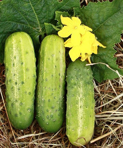 Calypso F1 Cucumber Seeds - Organically Grown Non GMO Untreated