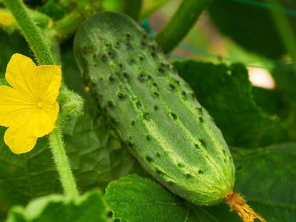Calypso F1 Cucumber Seeds - Organically Grown Non GMO Untreated