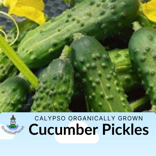 Calypso F1 Cucumber Seeds - Organically Grown Non GMO Untreated