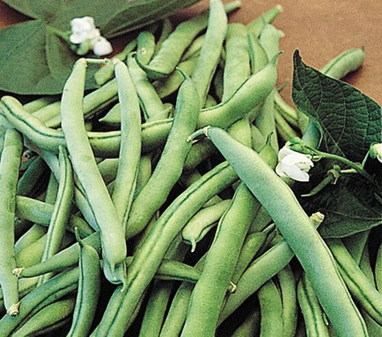 Blue Lake Beans - Heirloom Organically Grown High Yield, Canning Beans, Mosaic Virus Resistant