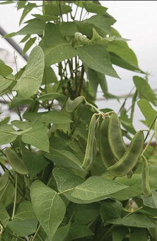 Snow on the Mountain Lima Beans- Organically-grown Heirloom Non GMO Open Pollinated - Very nice staple for the pantry