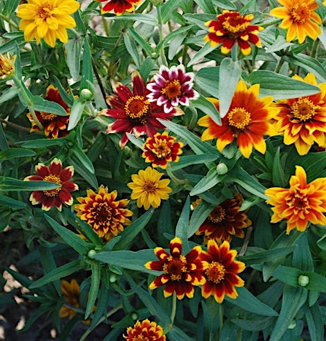 Persian Carpet Zinnia Flower seeds - Untreated Butterfly Lovers, Free Bloomer, Heirloom, Long Bloomers