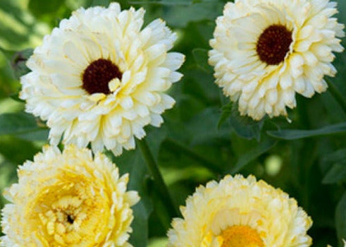 Snow Ivory Princess Calendula seeds - Edible garnish, Organically-grown, Untreated Pollinator Edible Flowers