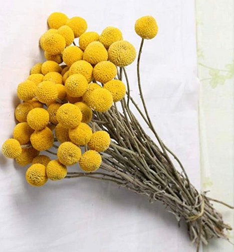 Sun Ball flower seeds - Craspedia globosa - Billy Button Drumstick flower seeds