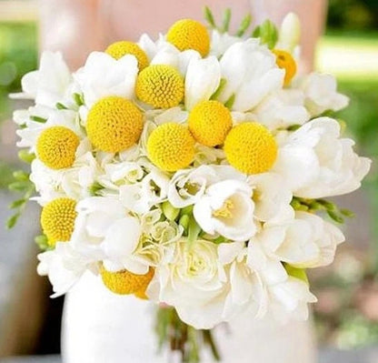 Sun Ball flower seeds - Craspedia globosa - Billy Button Drumstick flower seeds