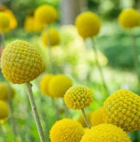 Sun Ball flower seeds - Craspedia globosa - Billy Button Drumstick flower seeds