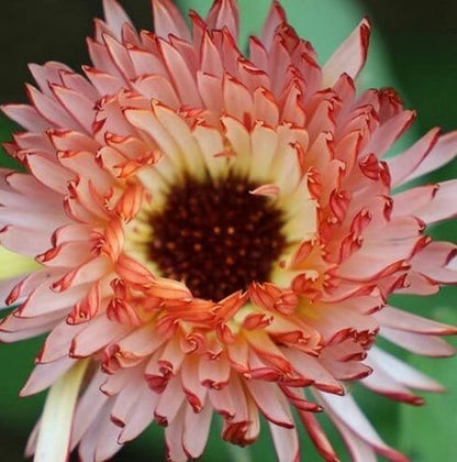 Touch of Red Buff Calendula Flower seeds - Drought tolerant, Long Stem, Cut Dry or Fresh Flower for Bouquets