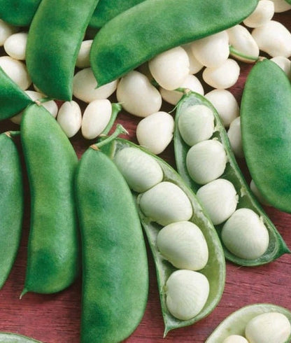 Lima Bean seeds, Henderson heirloom