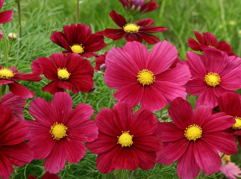 Red Cosmos Flower seeds, Heirloom Flower seeds, Cottagecore Flower seeds