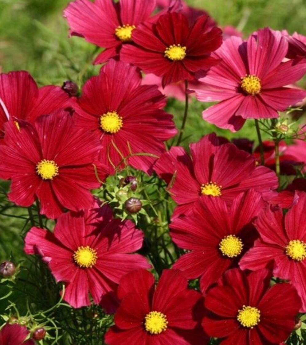 Flower seeds, Red Cosmos heirloom