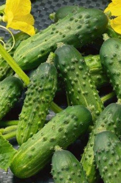 Calypso F1 Cucumber Seeds - Organically Grown Non GMO Untreated
