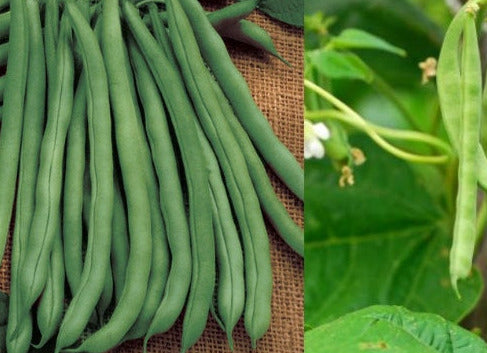 Blue Lake Beans - Heirloom Organically Grown High Yield, Canning Beans, Mosaic Virus Resistant
