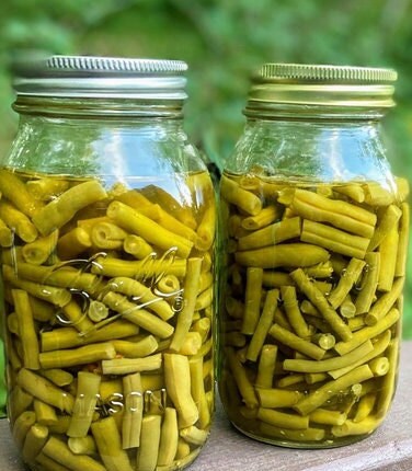 Blue Lake Beans - Heirloom Organically Grown High Yield, Canning Beans, Mosaic Virus Resistant