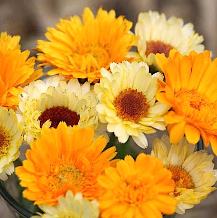 Calendula Mix Flower Seeds - Pot Marigold, Medicinal Herb, Edible Garnish, Heat Tolerant
