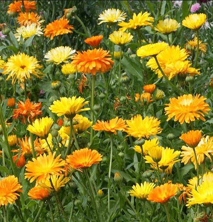 Calendula Mix Flower Seeds - Pot Marigold, Medicinal Herb, Edible Garnish, Heat Tolerant