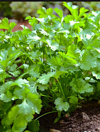 Cilantro herb seeds - Heirloom Organic Untreated