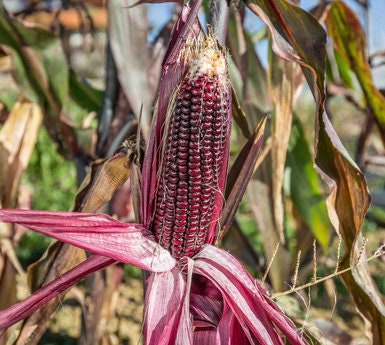 Corn seeds, Double Red Heirloom