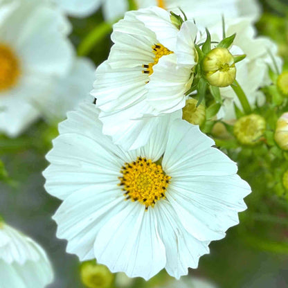 Flower seeds, White Cosmos heirloom