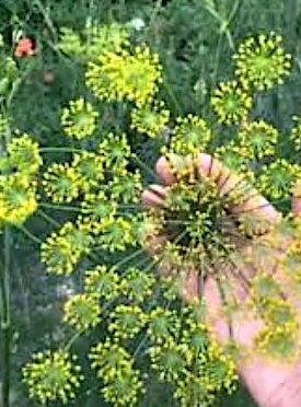Bouquet Dill herb seeds - Heirloom Untreated Open Pollinated Organically-grown