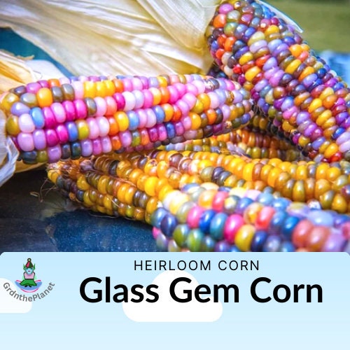 Corn seeds, Glass Gem heirloom