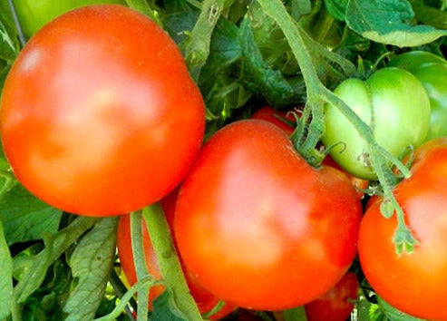 Truckers Favorite tomato seeds
