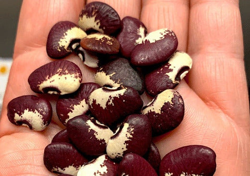 Snow on the Mountain Lima Bean seeds