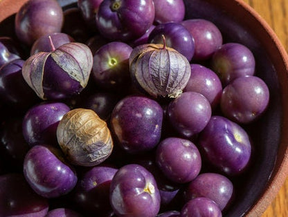 Purple de Milpa Tomatillo seeds (Physalis ixocarpa) - Culinary tomatillo for sauces