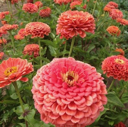 Benarys Giant Coral Zinnia seeds