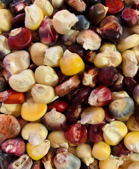 Mandan Bride corn seeds - Heirloom of varied beauty and colorfulness
