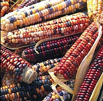 Mandan Bride corn seeds - Heirloom of varied beauty and colorfulness