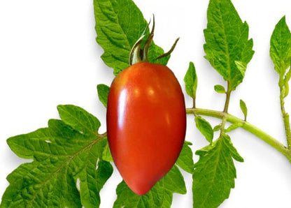Amish Paste Tomato seeds