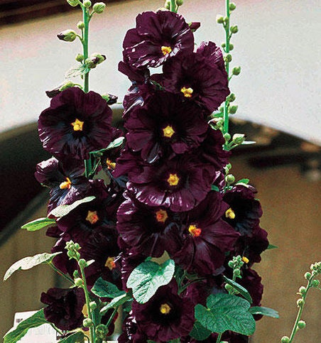 Black Hollyhock flower seeds