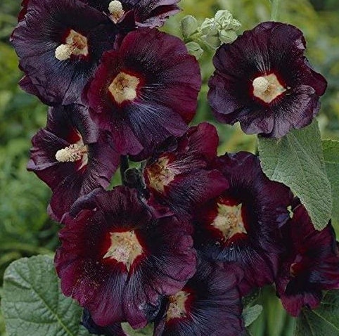 Black Hollyhock Flower seeds