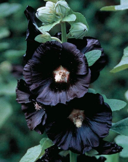 Black Hollhock Flower seeds