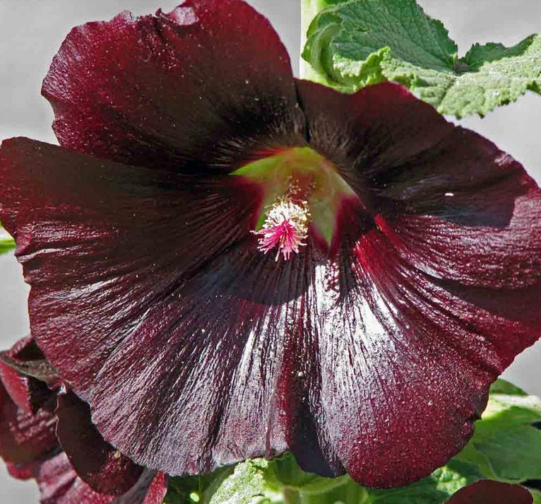Black Hollyhock Flower seeds