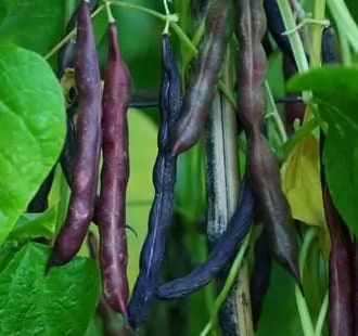 Cherokee Trail of Tears Pole bean seeds - Heirloom Untreated Open Pollinated Pole variety - Tasty Fresh and Dried (5, 10, 15, 20)