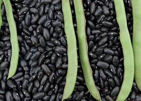 Cherokee Trail of Tears Pole bean seeds - Heirloom Untreated Open Pollinated Pole variety - Tasty Fresh and Dried (5, 10, 15, 20)
