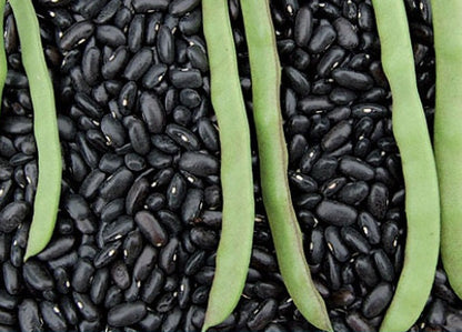 Cherokee Trail of Tears Pole bean seeds - Heirloom Untreated Open Pollinated Pole variety - Tasty Fresh and Dried (5, 10, 15, 20)
