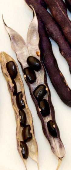 Cherokee Trail of Tears Pole bean seeds - Heirloom Untreated Open Pollinated Pole variety - Tasty Fresh and Dried (5, 10, 15, 20)