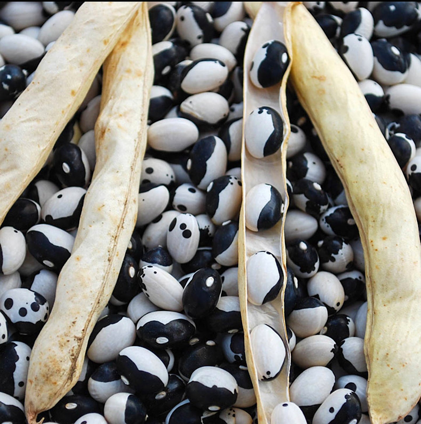 Calypso Bean seeds - Heirloom Untreated - Kid's Gardening project - Bush bean variety. Dry to keep. Nice baked or in soups