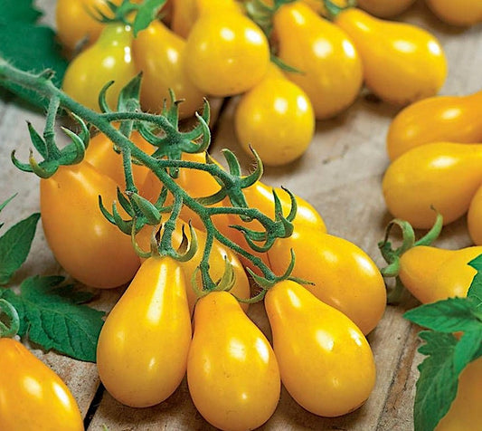 Yellow Pear Tomato seeds - Heirloom Untreated Open Pollinated US Grown