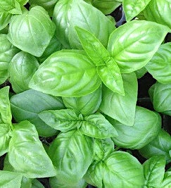Genovese Basil herb seeds - Heirloom Untreated Open Pollinated