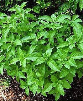 Lime Basil Seeds, Herb Seeds Grown Organically Heirloom Untreated Open Pollinated