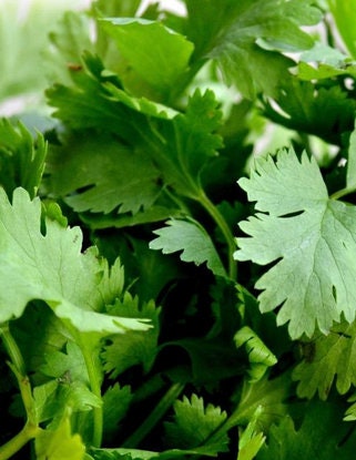 Cilantro herb seeds - Heirloom Organic Untreated