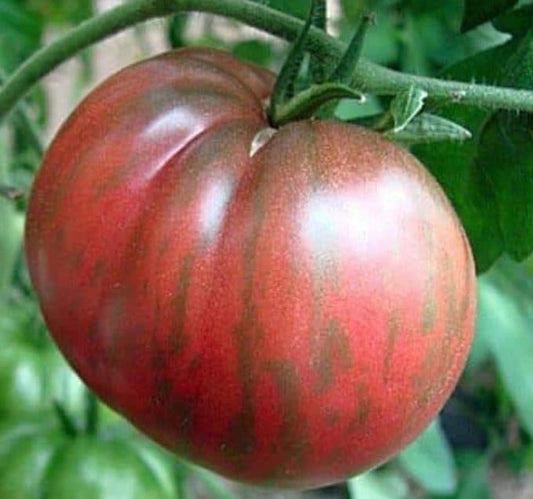 Tomato Seeds, Pink Berkeley Tie-Dye