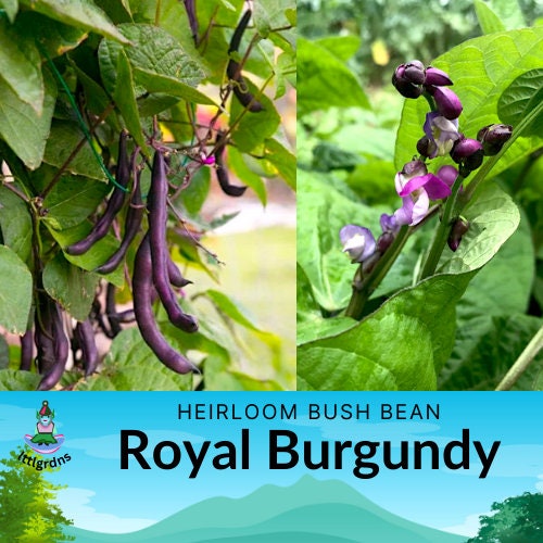 Bean seeds, Royal Burgundy heirloom