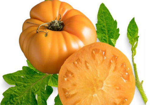 Yellow Brandywind Tomato seeds