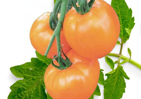Valencia Tomato seeds