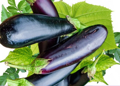 Organic Diamond Eggplant seeds - Solanum melongena