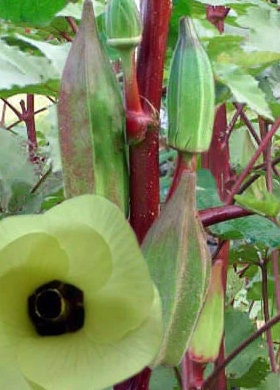 Texas Hill Country Red Okra seeds - Untreated Open Pollinated Heirloom - Abelmoschus esculentus - Excellent pickling variety.